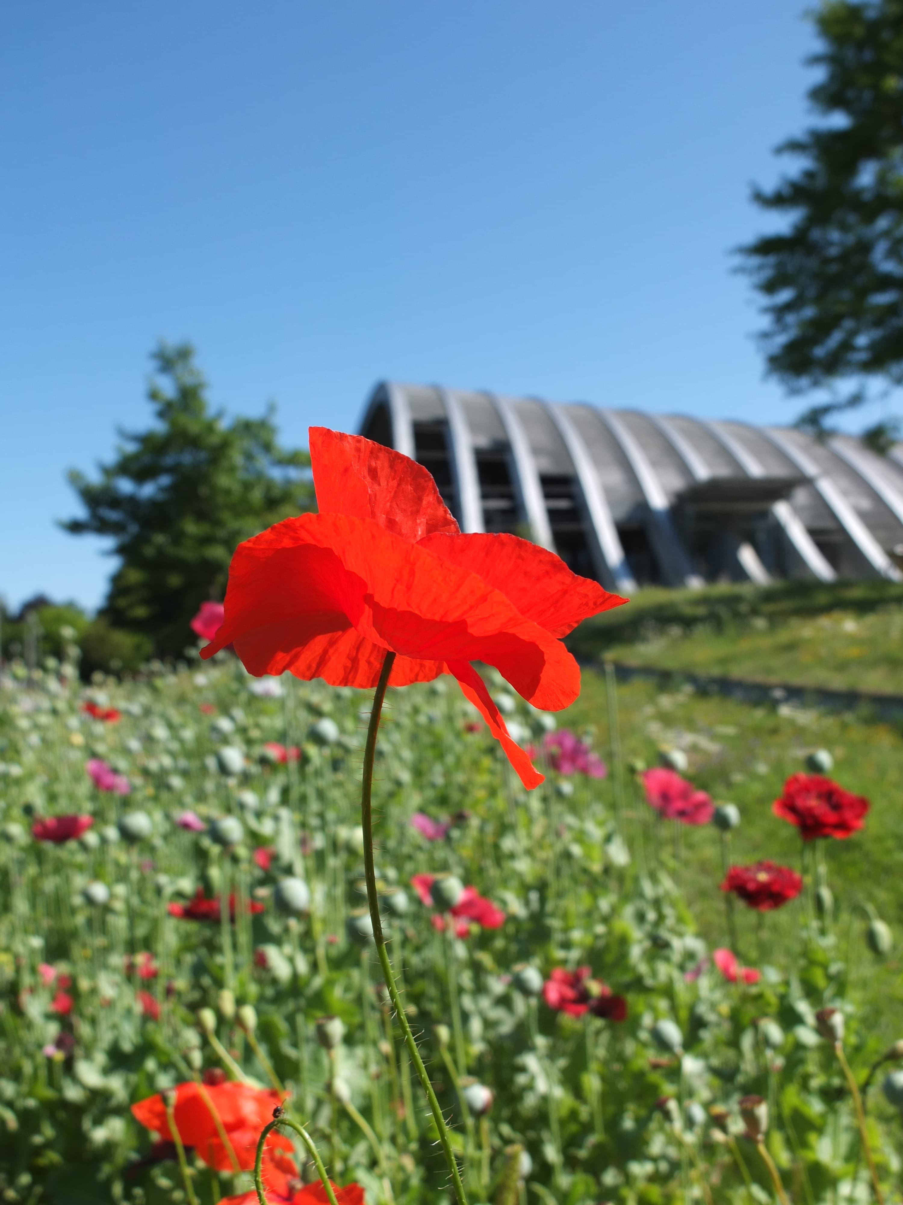 ZPK Fruchtland Mohn