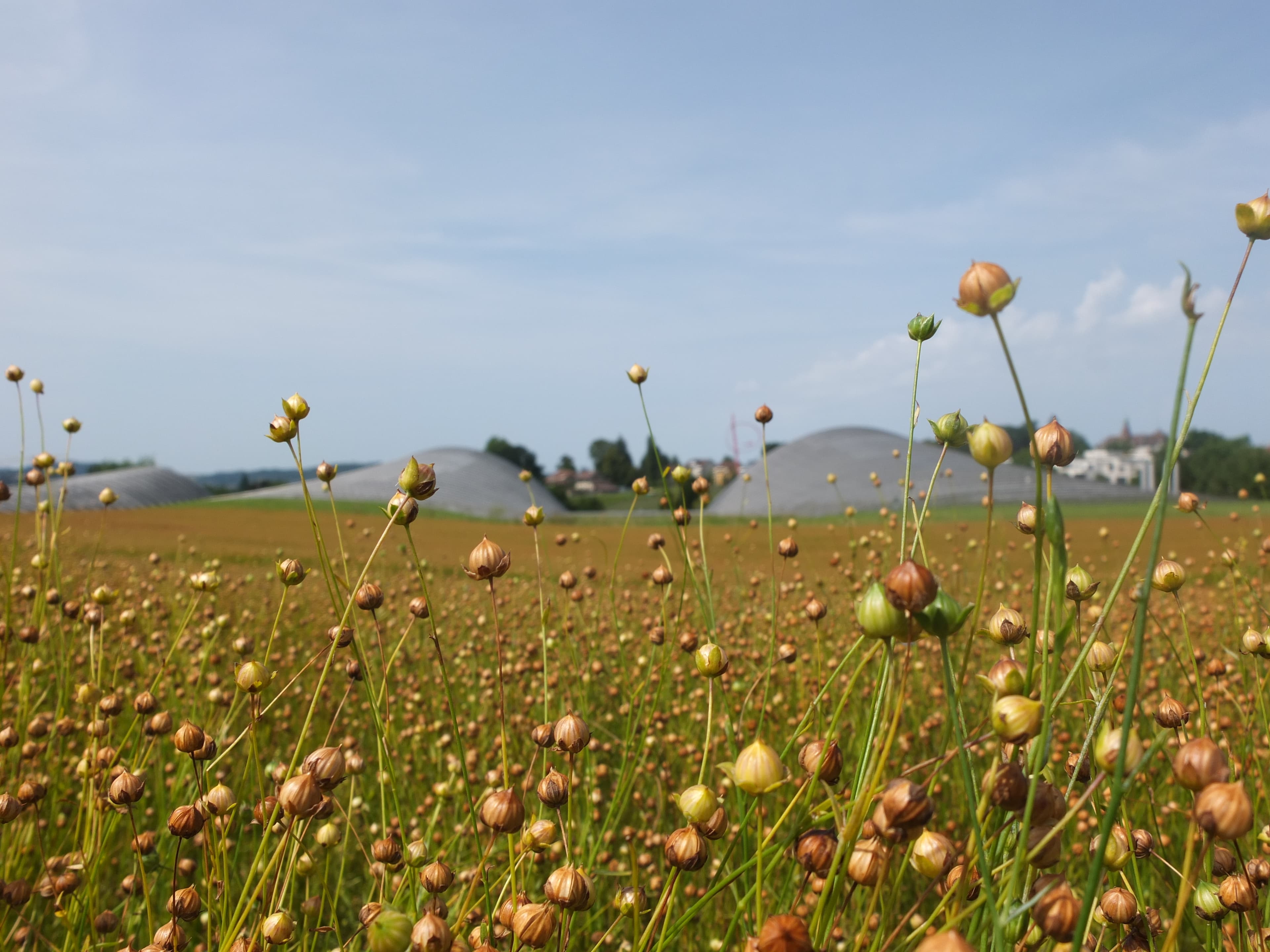 Fruchtland Aussen Lein