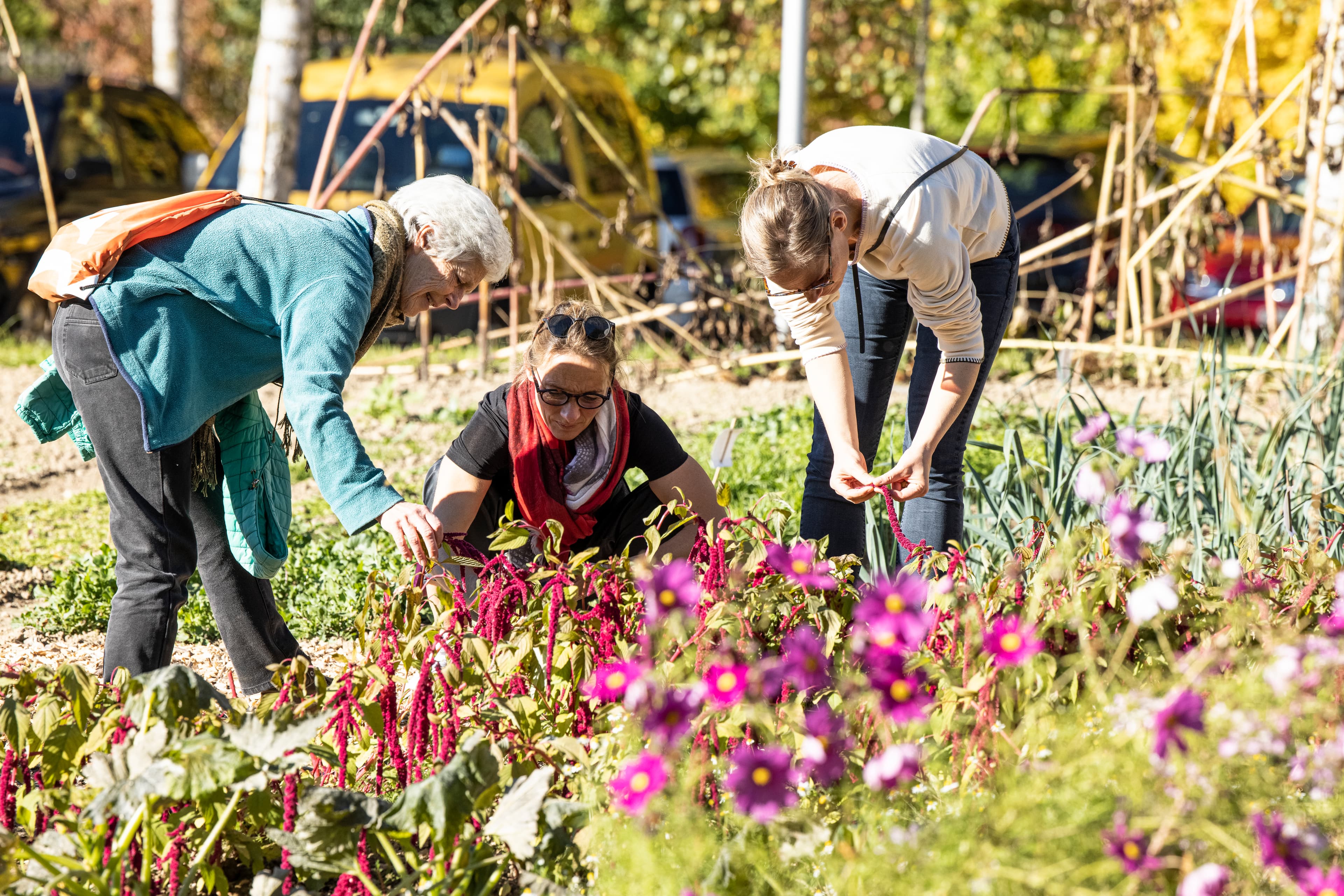 Eine ältere Frau erklärt zwei Frauen etwas zum Garten. Die drei Frauen betrachten Herbstblumen.