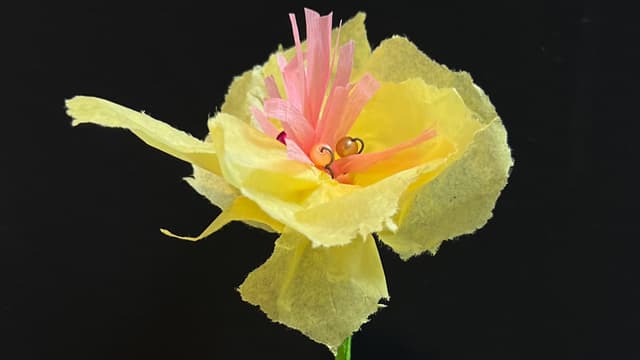 Wunderblume