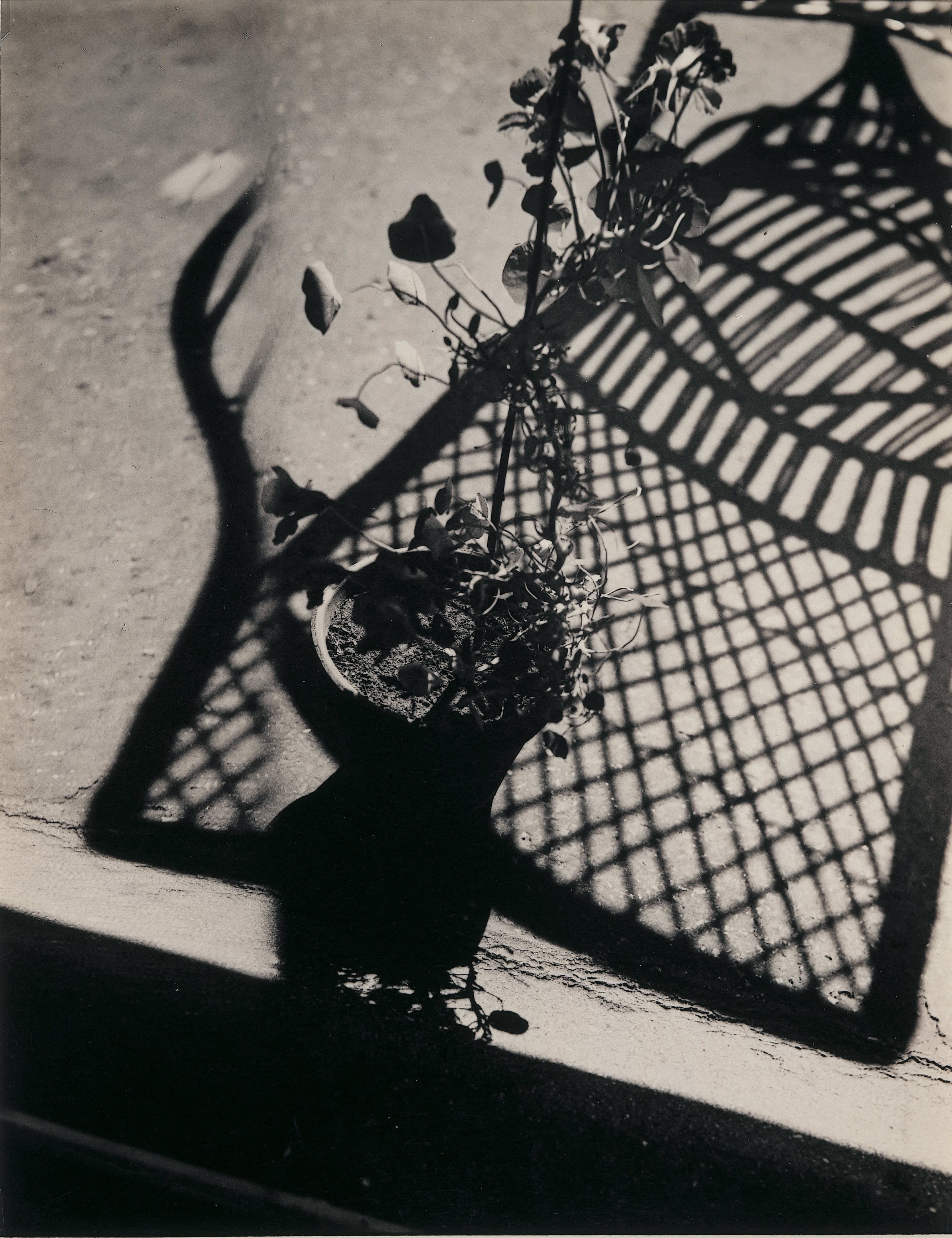 Fotografie von Florence Henri